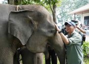 Gubernur Lampung Dorong Penanganan Terpadu Konflik Gajah-Manusia di Way Kambas