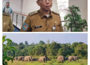 Prabowo Beri Dukungan Lampung Antisipasi Konflik Gajah-Manusia di Way Kambas