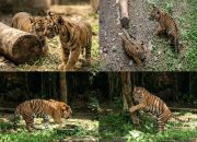 Lembah Hijau Ukir Sejarah: Dua Bayi Harimau Sumatera Lahir dari Indukan Penyintas Jerat