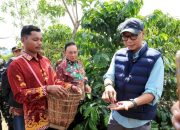 Genjot Produksi Kopi, Gubernur Mirza Kenalkan Inovasi Pupuk Hayati Cair di Lampung Barat